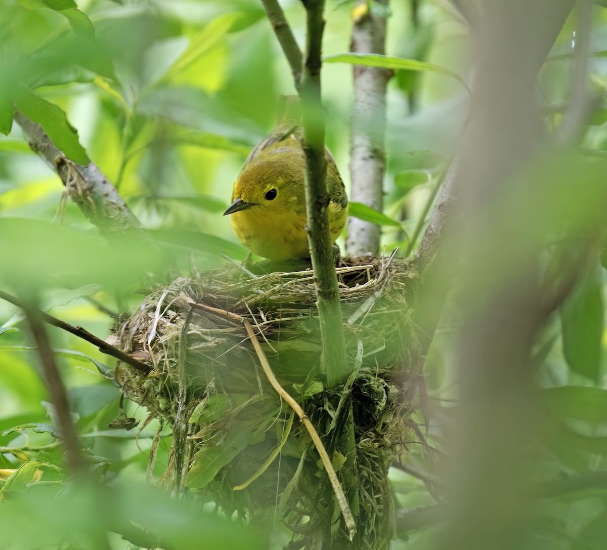 Northern Yellow Warbler - ML644371940