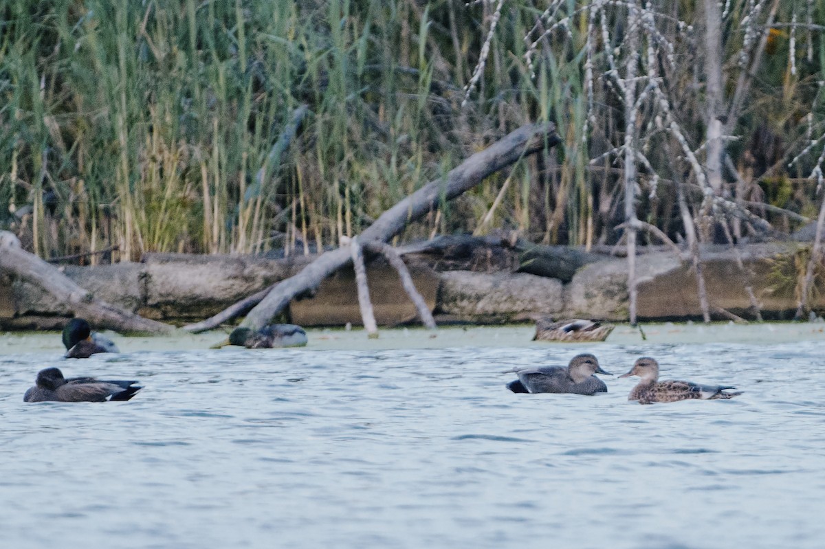 Ánade Friso - ML644371944