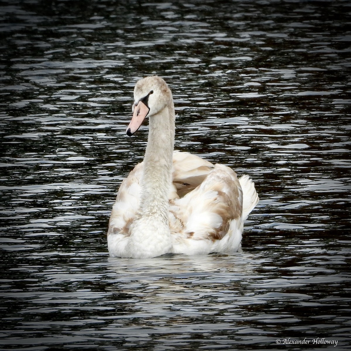 Höckerschwan - ML644371952