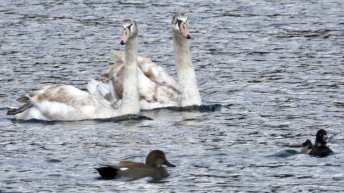 Höckerschwan - ML644371953