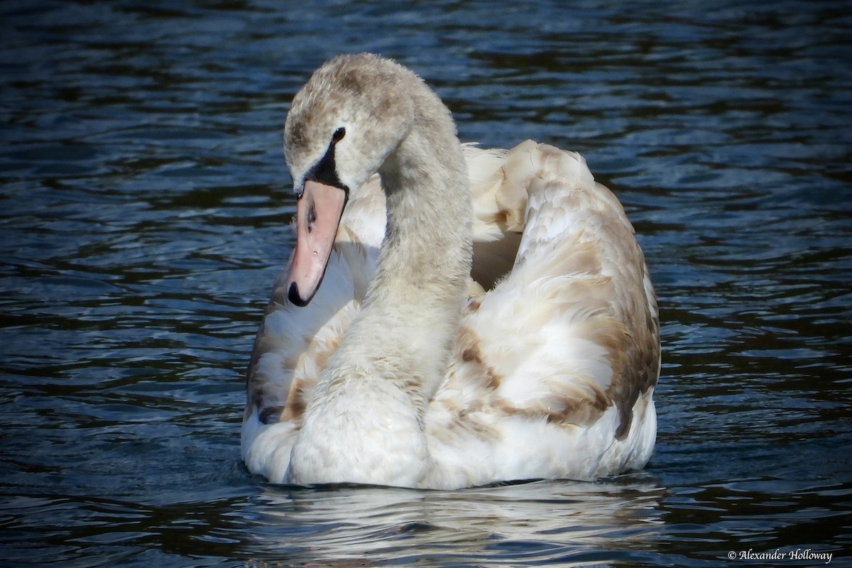 Höckerschwan - ML644371954