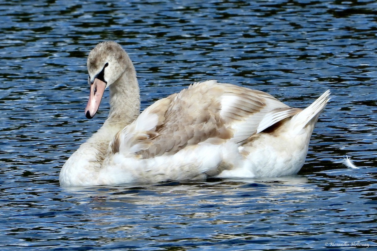 Höckerschwan - ML644371955