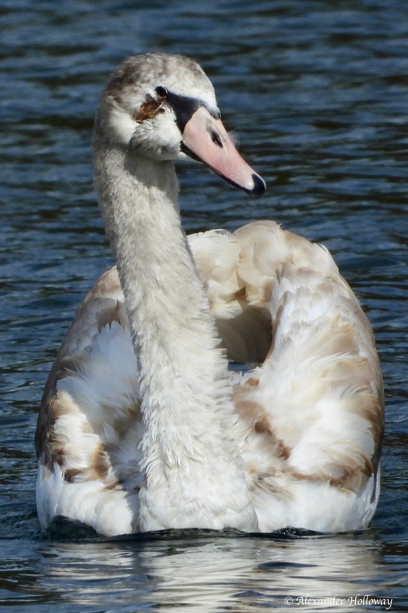 Höckerschwan - ML644371956