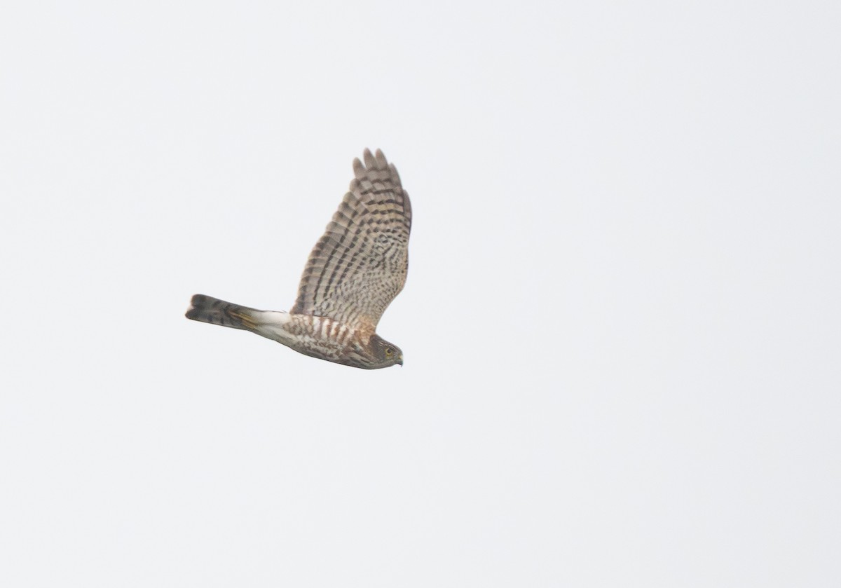 Accipitrine hawk sp. (former Accipiter sp.) - ML644371959