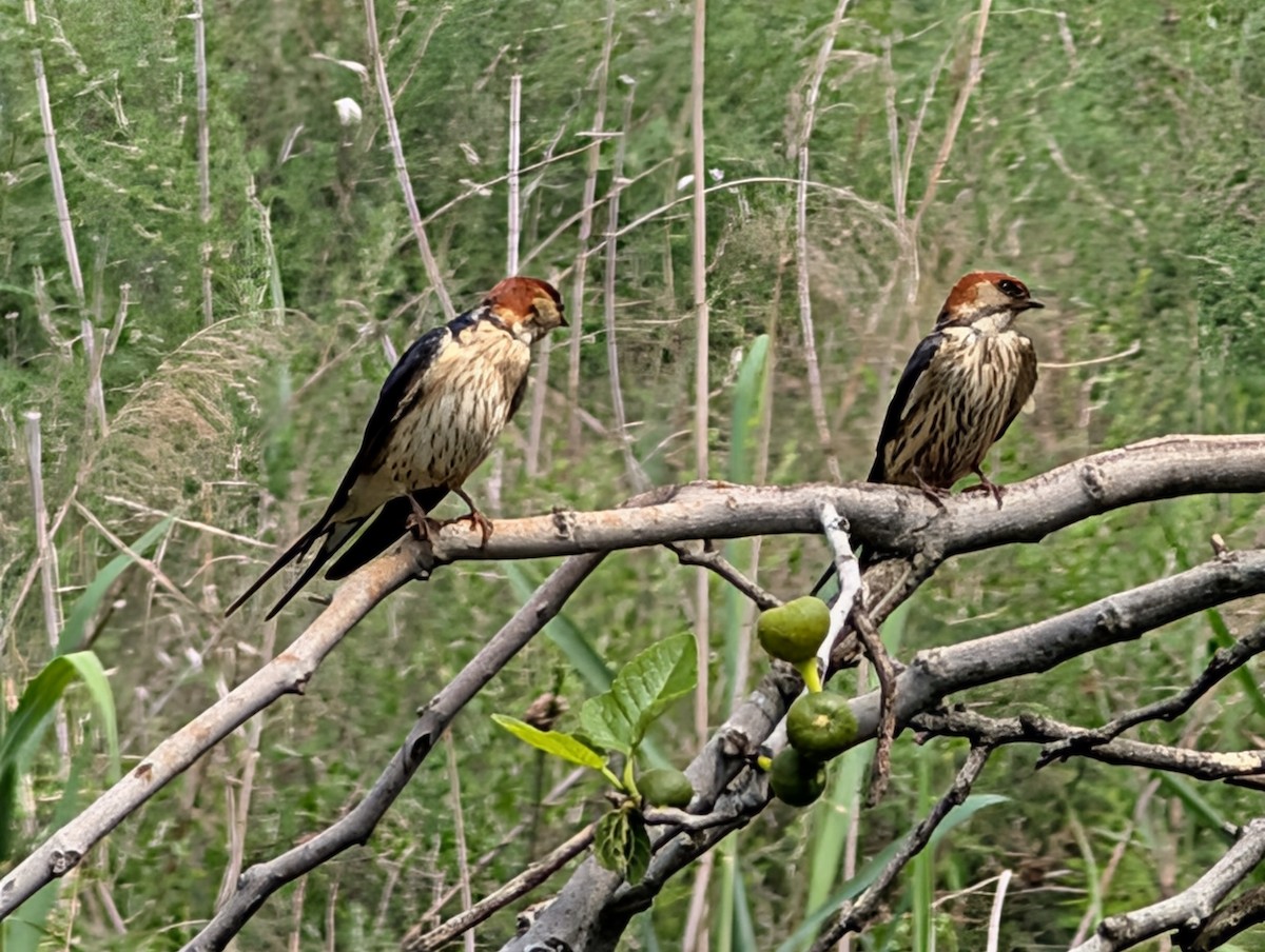 Hirondelle à tête rousse - ML644371980