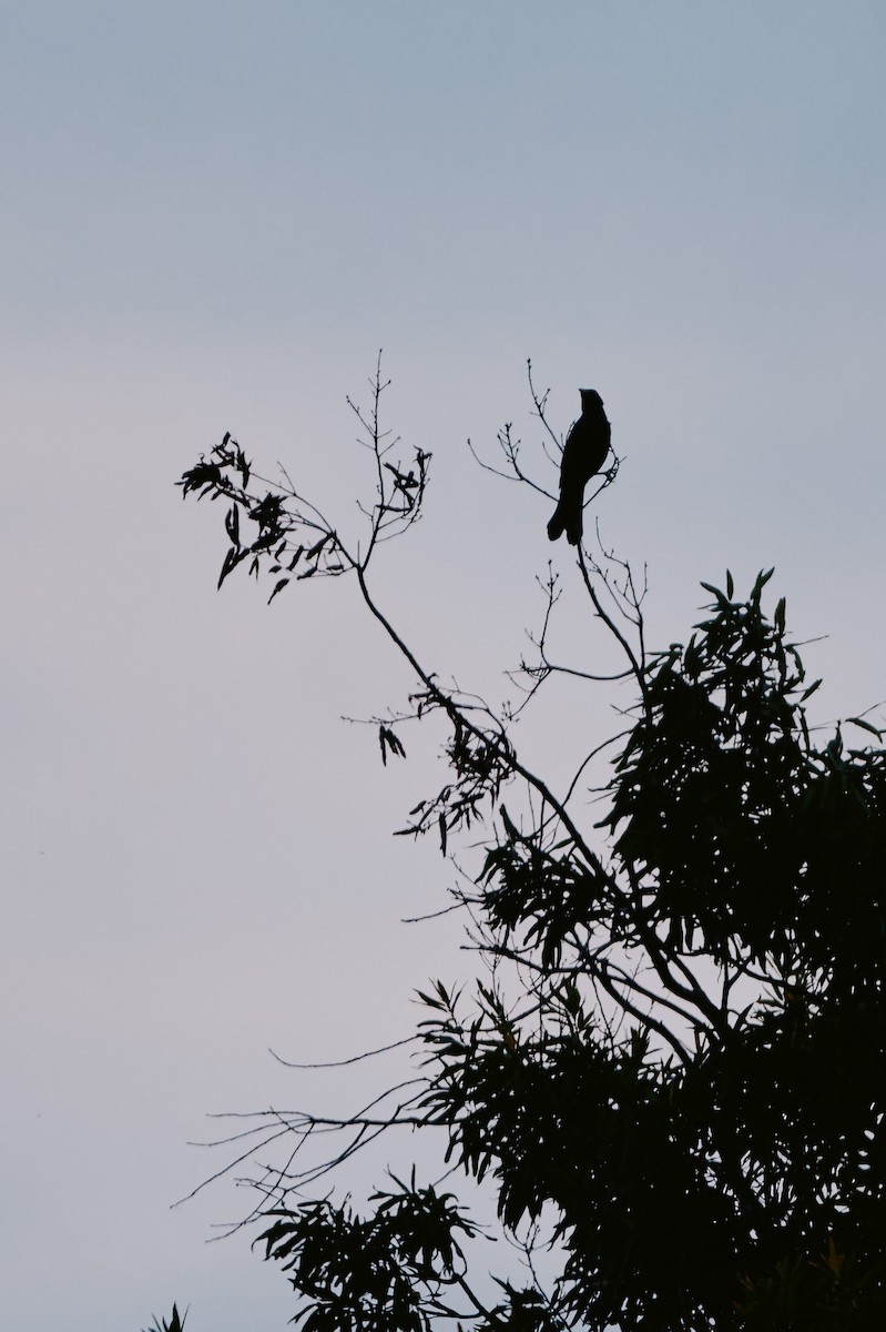 Quiscale bronzé - ML644371982