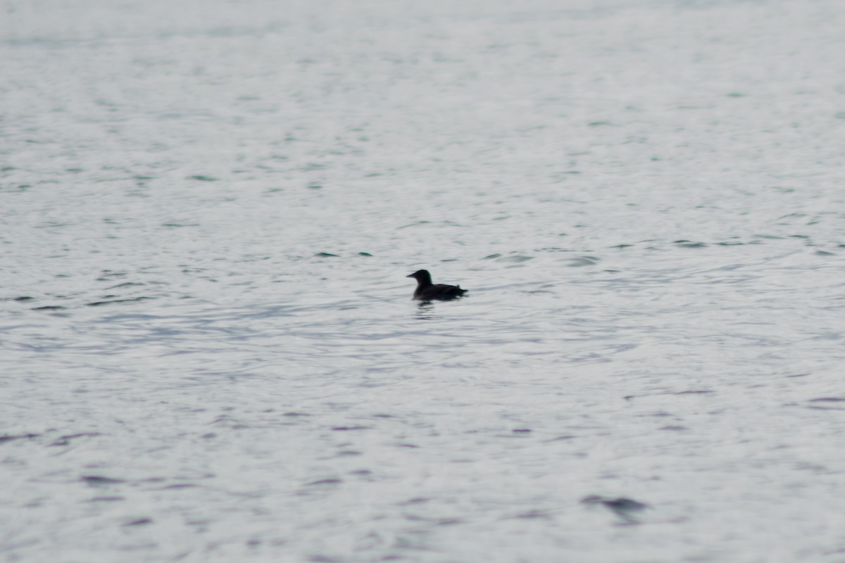 Boynuz Gagalı Alklet - ML644371983