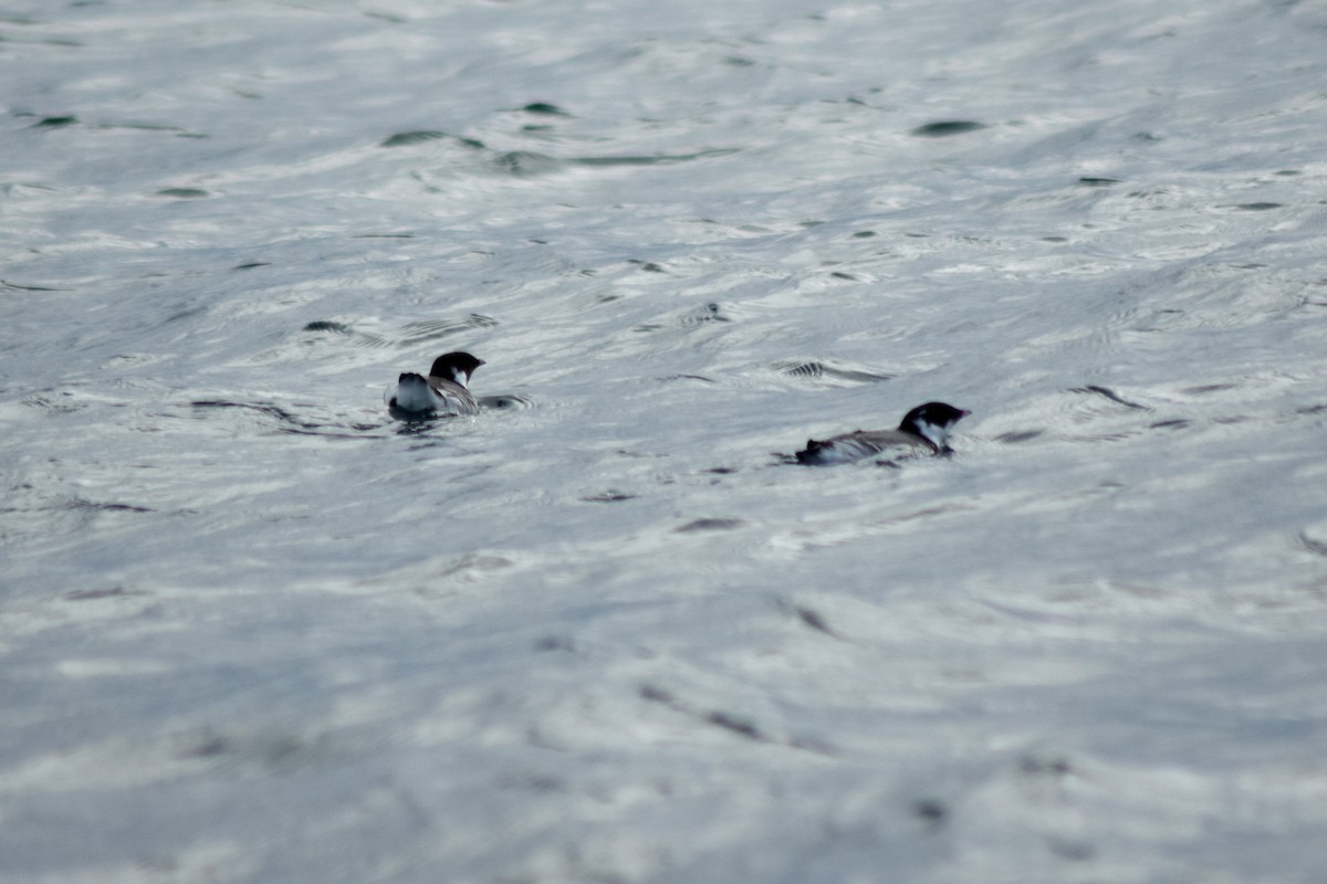 Ancient Murrelet - ML644371997