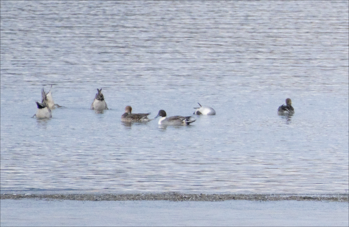 Northern Pintail - ML644372002