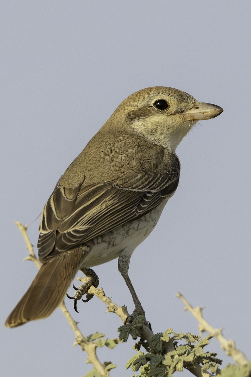 Рыжехвостый жулан (isabellinus) - ML644372018