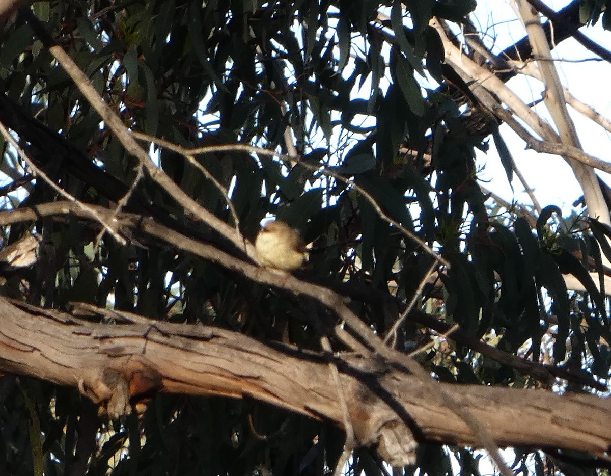 ヒメトゲハシムシクイ - ML644372042