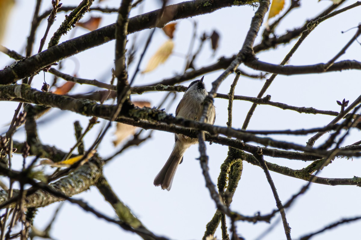 Marsh Tit - ML644372050