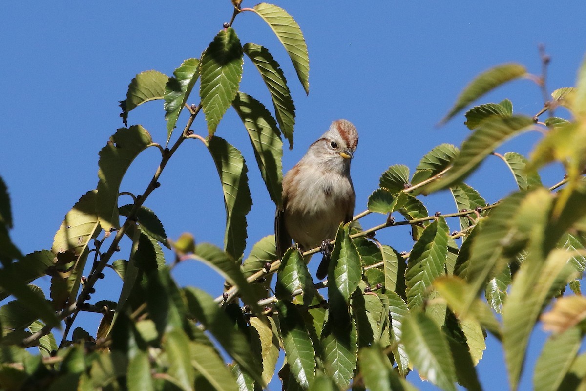 Bruant hudsonien - ML644372071