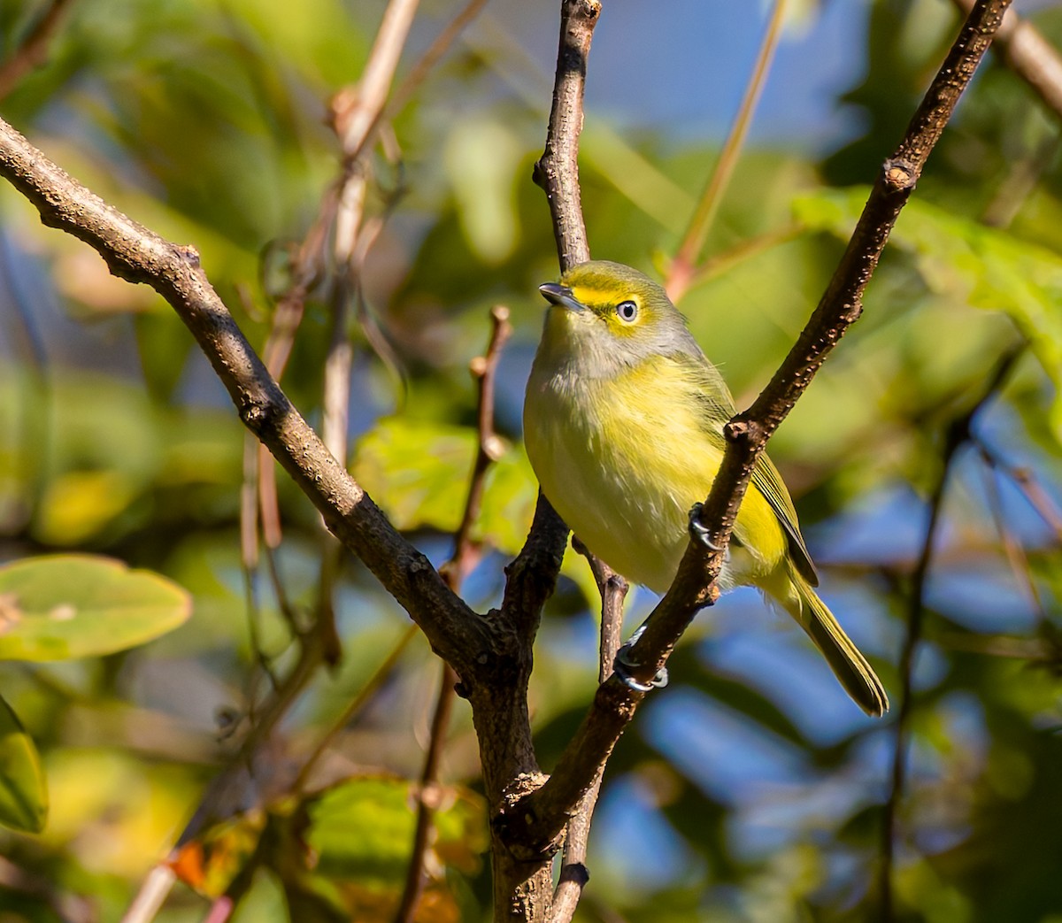 hvitøyevireo - ML644372074