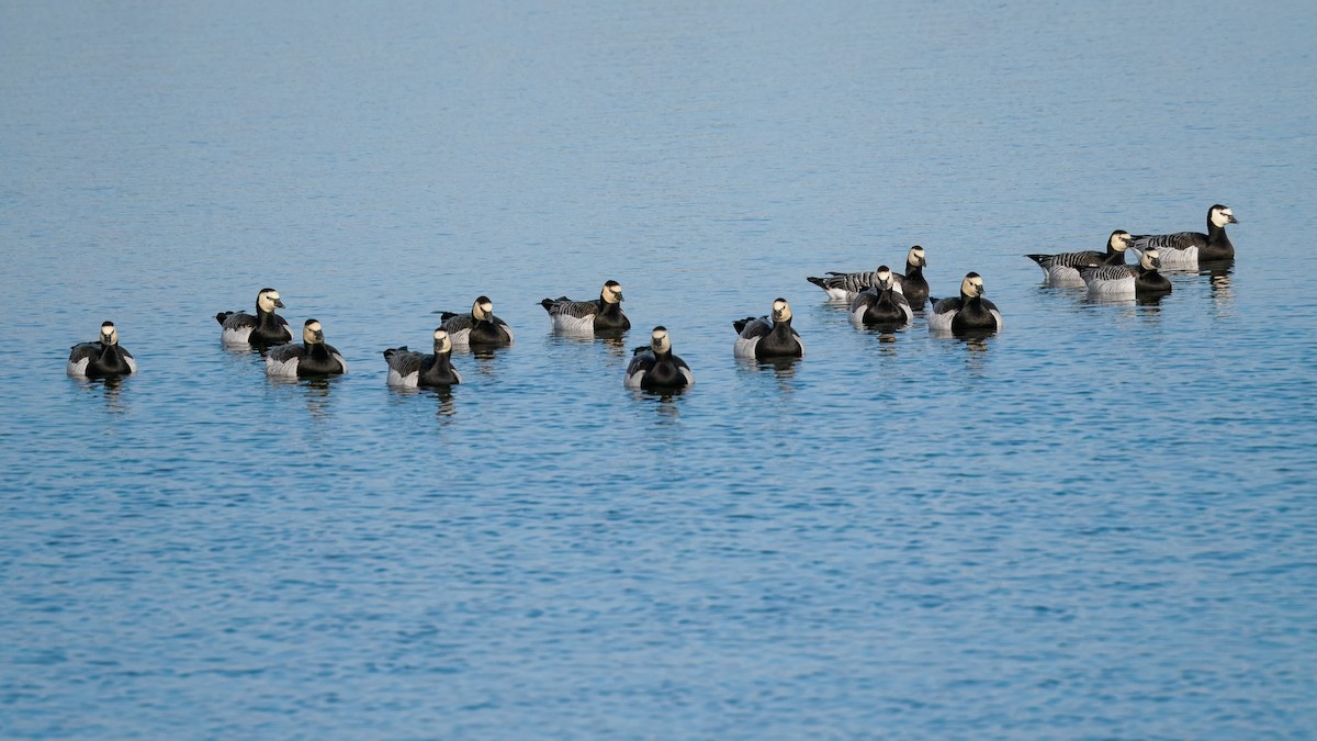 Barnacle Goose - ML644372078