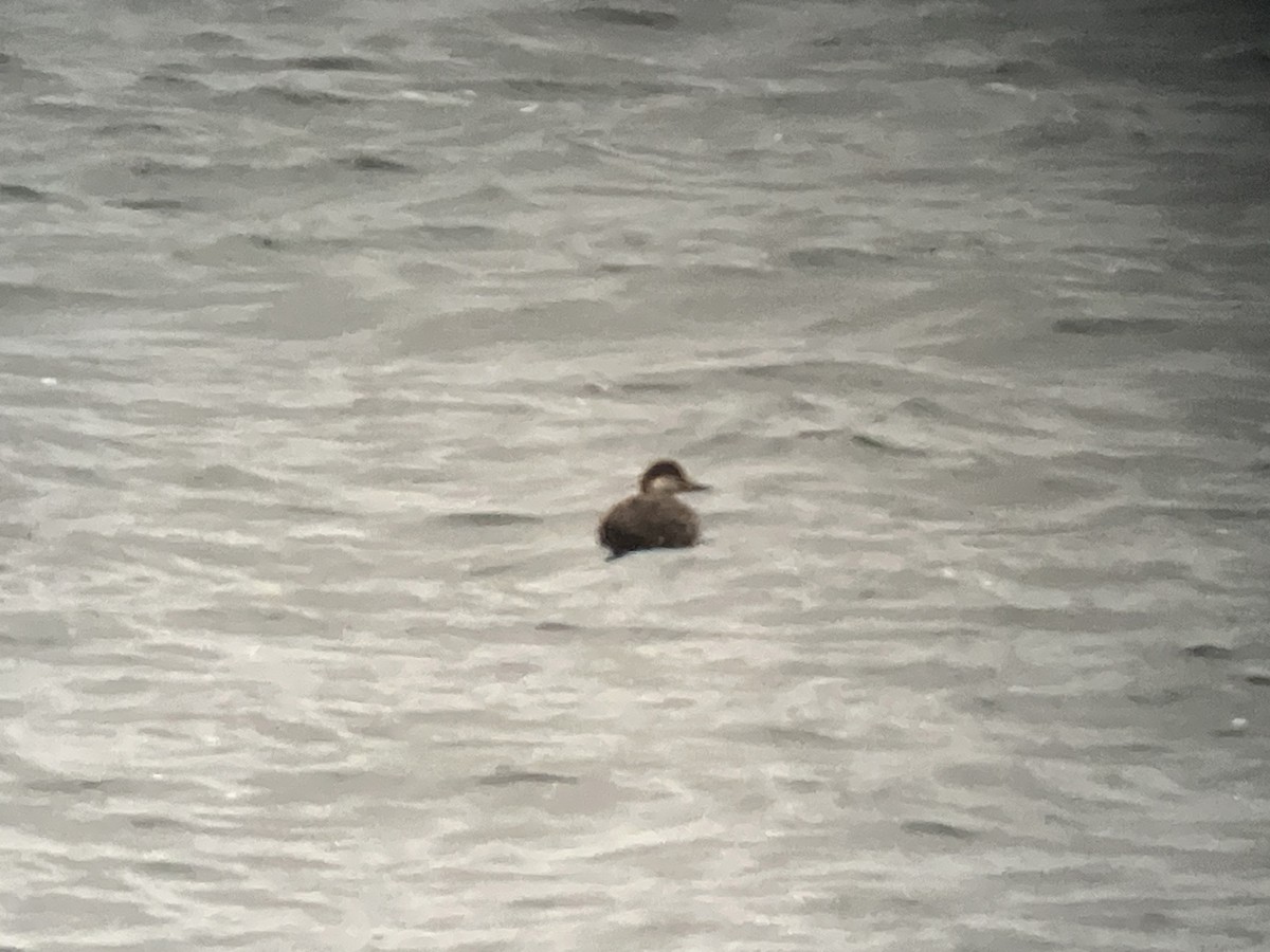 amerikasvartand - ML644372102