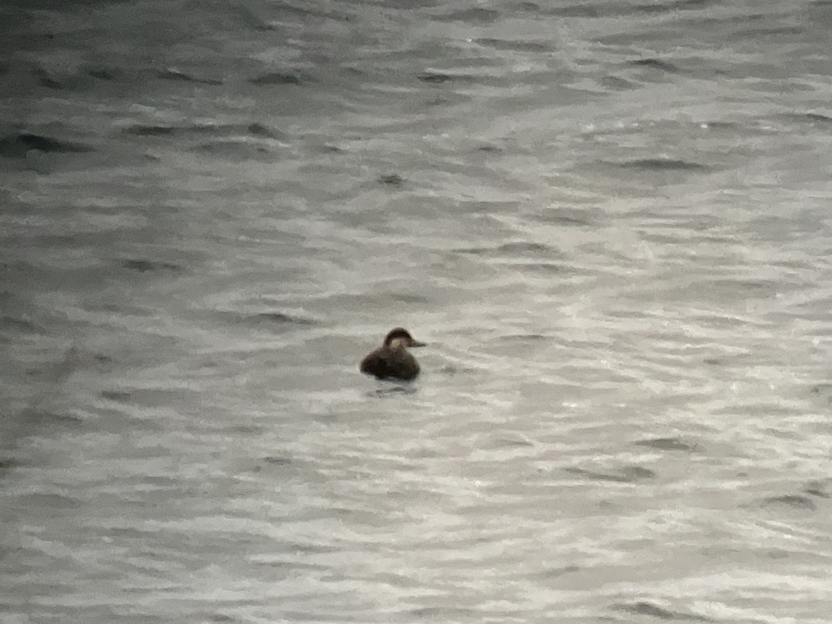 amerikasvartand - ML644372103