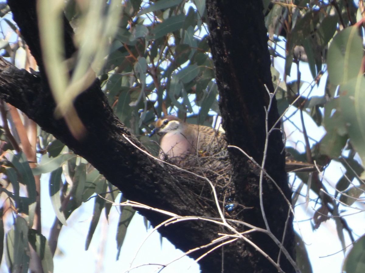 Common Bronzewing - ML644372114