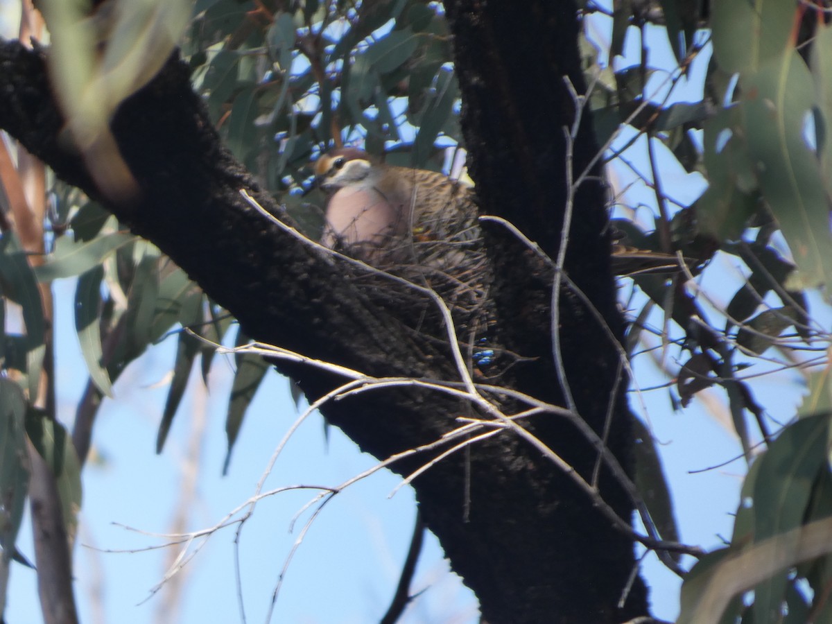 Common Bronzewing - ML644372116