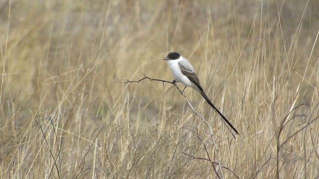 Fork-tailed Flycatcher - ML644372121