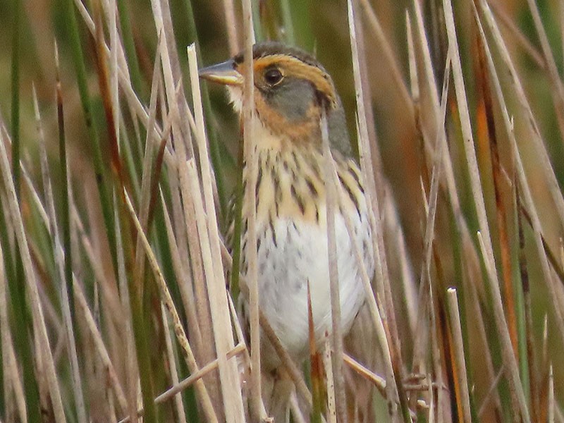 Bruant à queue aiguë - ML644372128