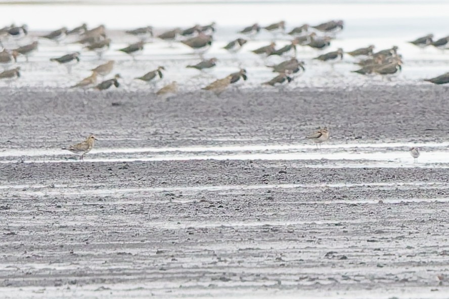 太平洋金斑鴴 - ML644372149