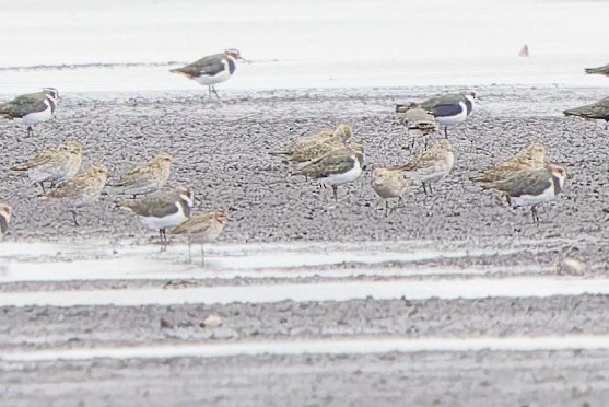 太平洋金斑鴴 - ML644372150