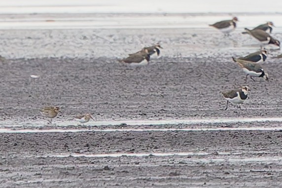 太平洋金斑鴴 - ML644372151