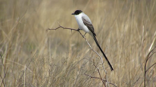Fork-tailed Flycatcher - ML644372153