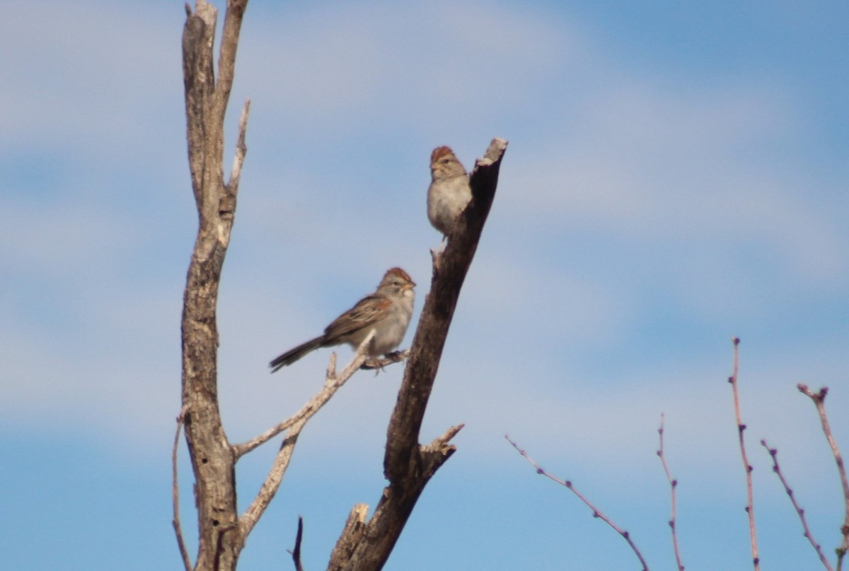 Rufous-winged Sparrow - ML644372155