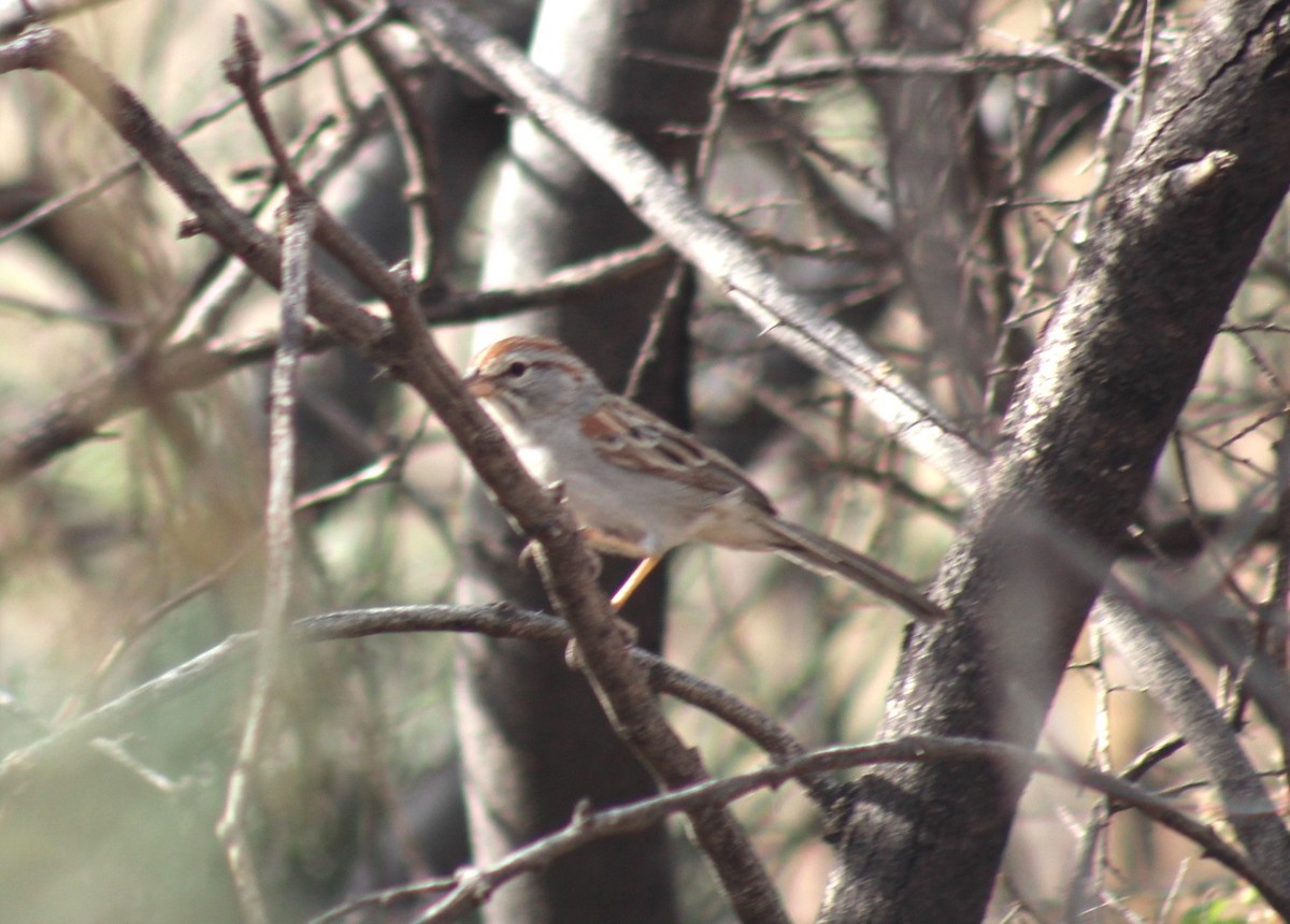Rufous-winged Sparrow - ML644372156