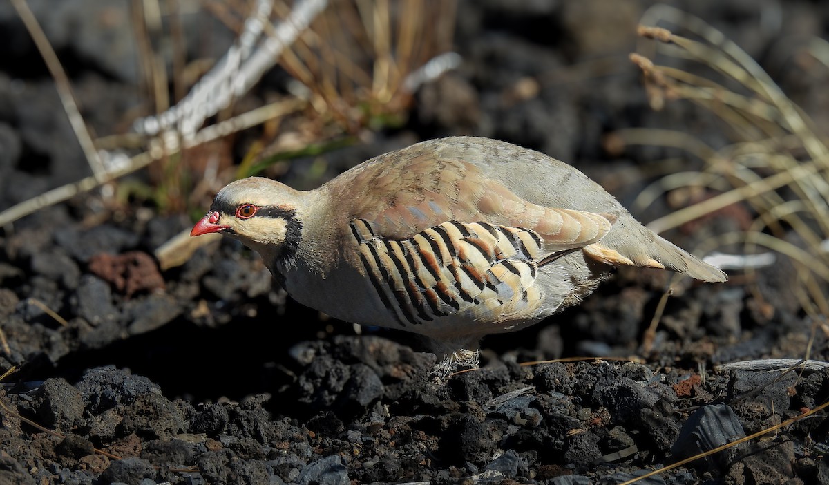 Кеклик - ML644372170