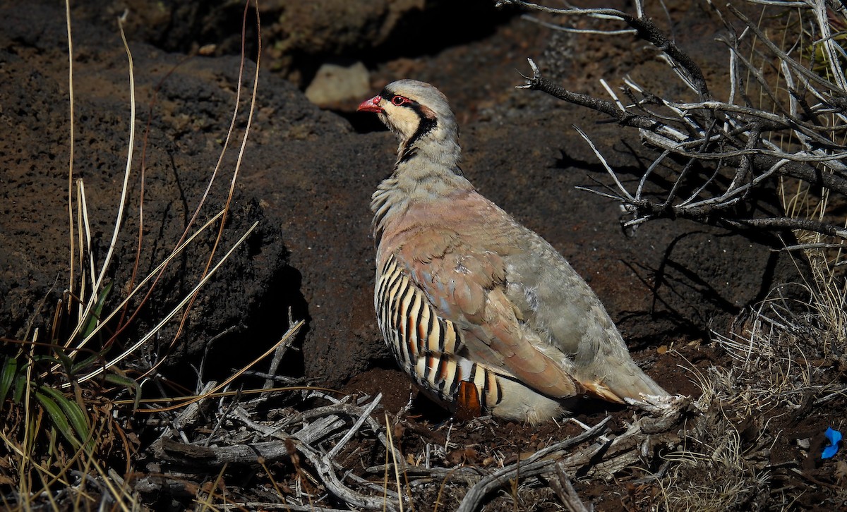 Кеклик - ML644372173