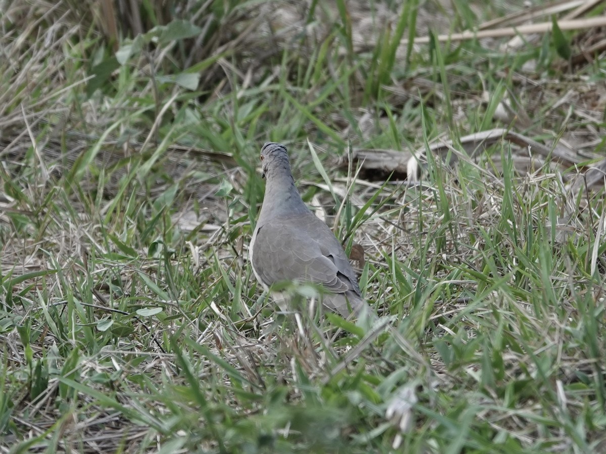 White-tipped Dove - ML644372175