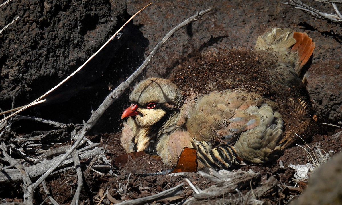 Кеклик - ML644372182