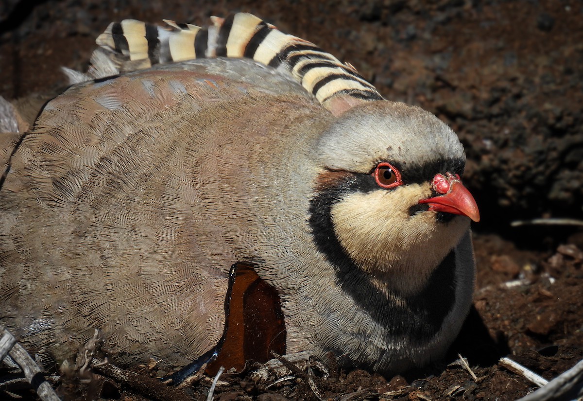 Кеклик - ML644372184