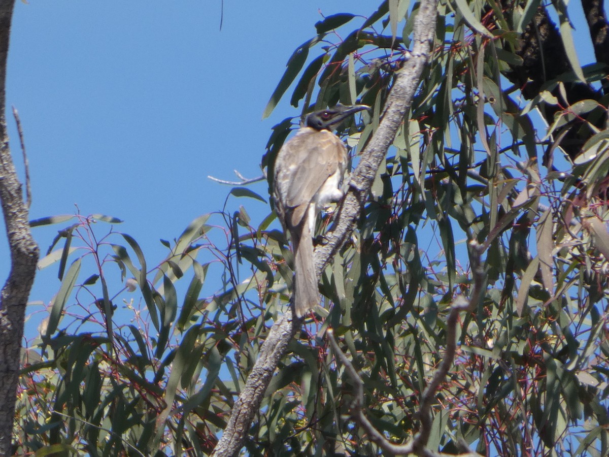 Noisy Friarbird - ML644372186