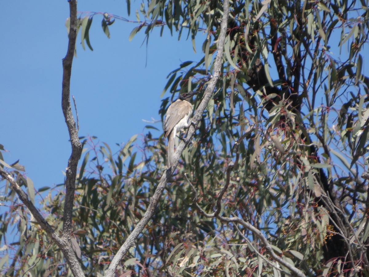 Noisy Friarbird - ML644372187