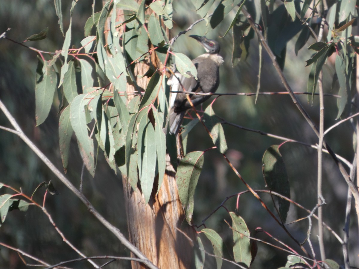 Noisy Friarbird - ML644372188