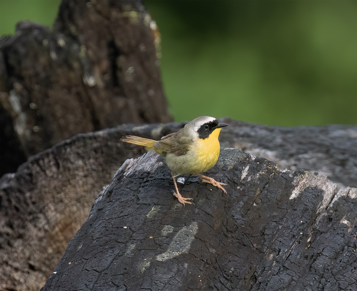 nordgulstrupe - ML644372189