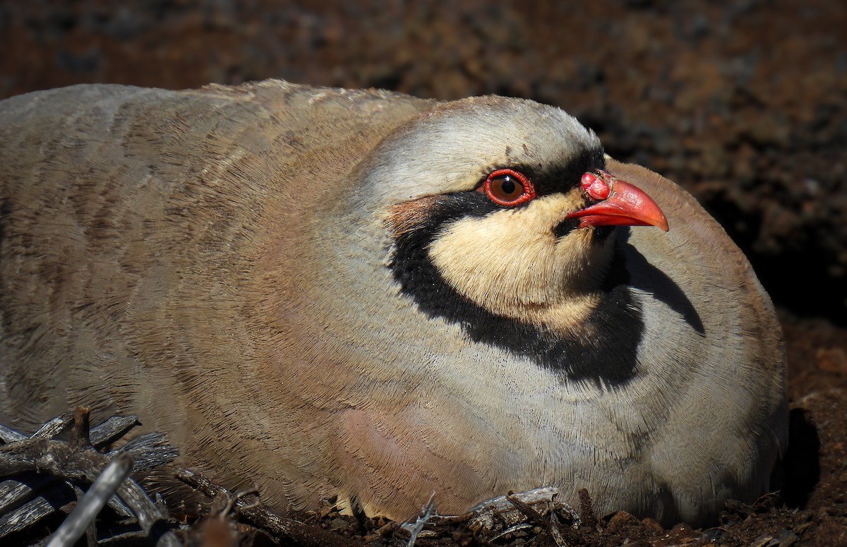 Кеклик - ML644372190