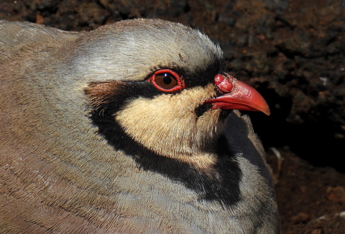 Кеклик - ML644372192