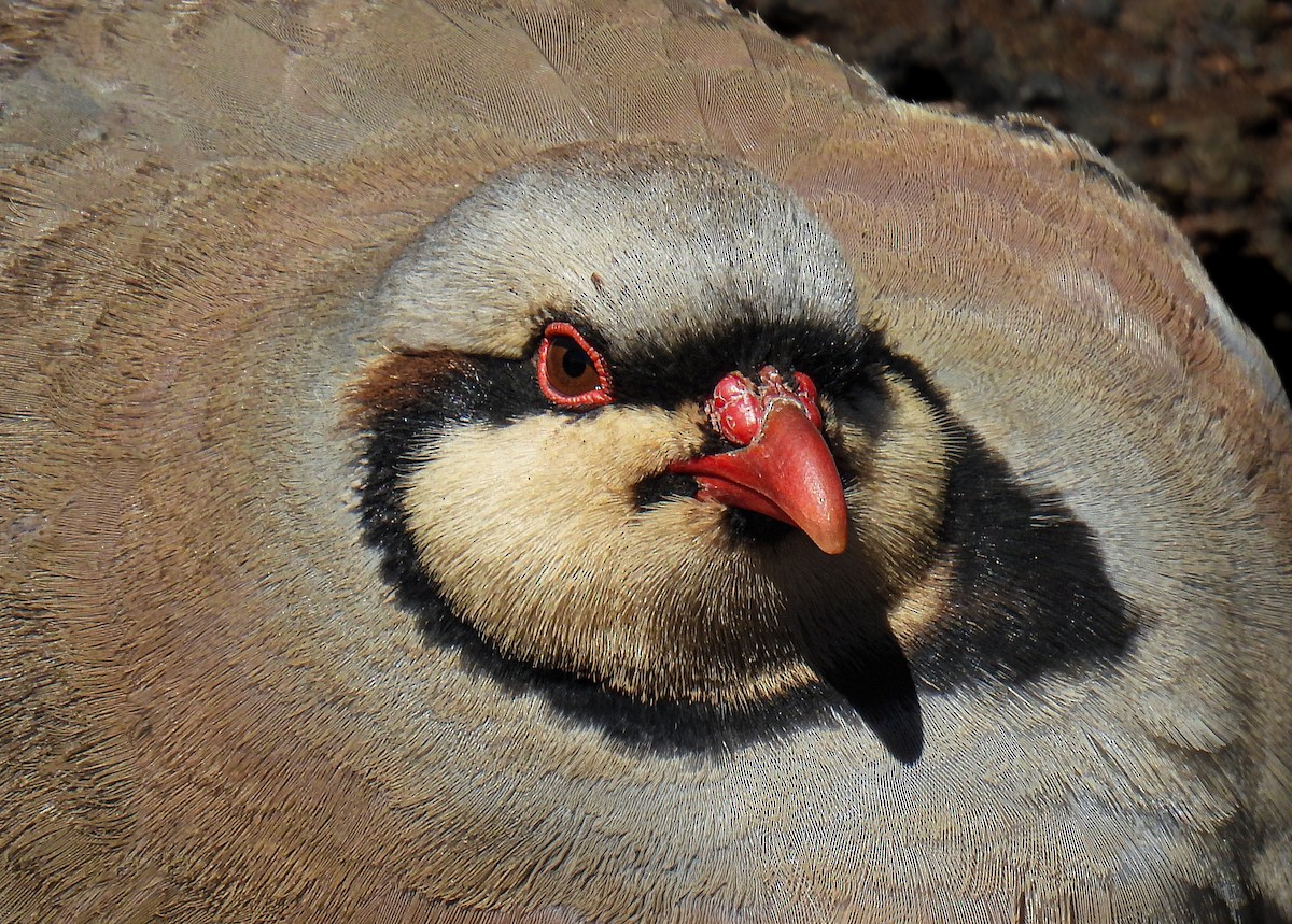 Кеклик - ML644372197