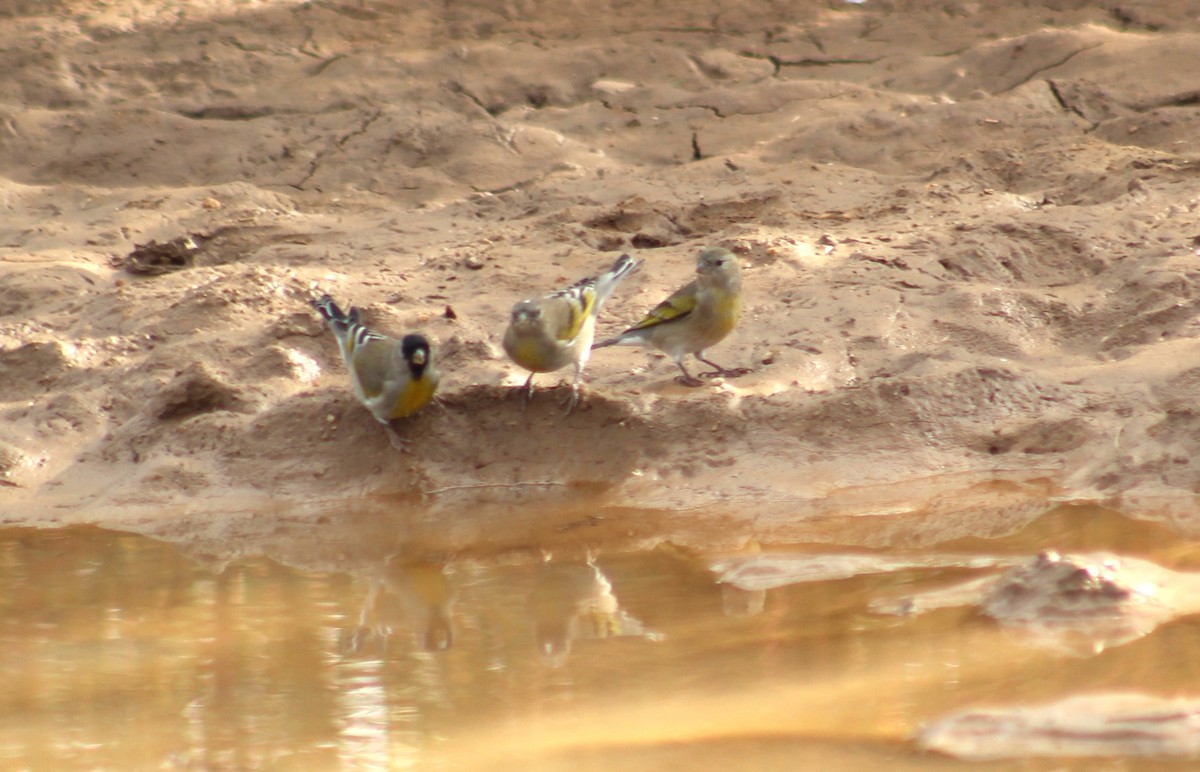 Lawrence's Goldfinch - ML644372198