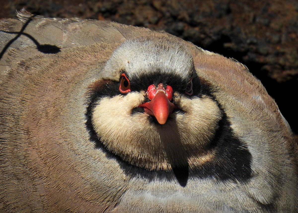 Кеклик - ML644372206