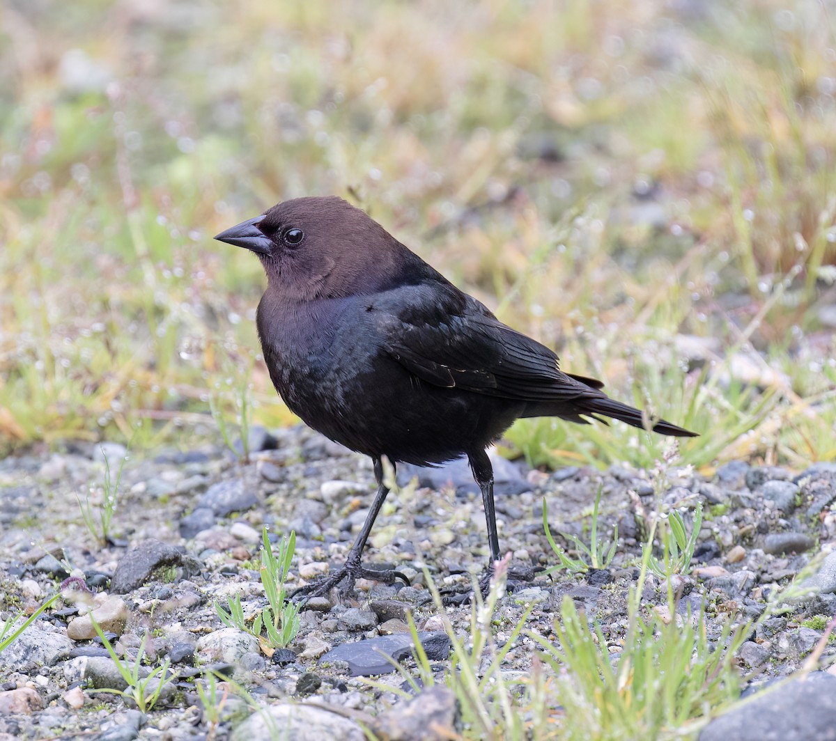 Braunkopf-Kuhstärling - ML644372222