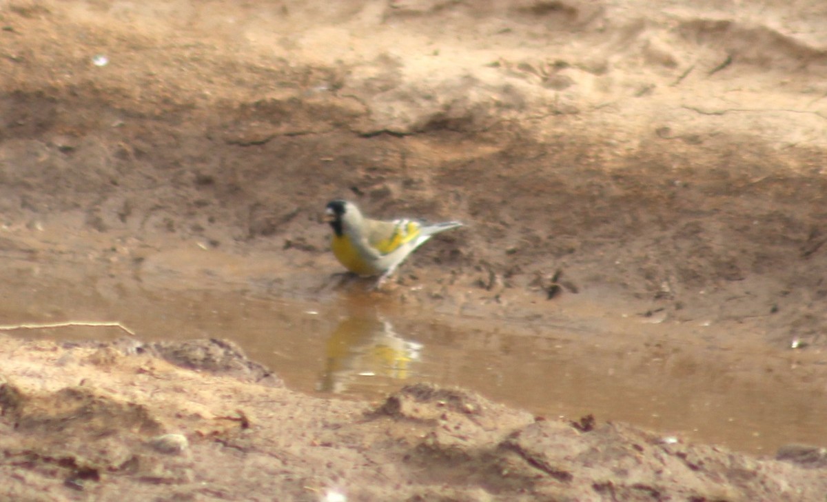 Lawrence's Goldfinch - ML644372224