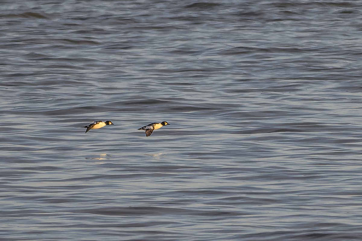 Гоголь - ML644372232