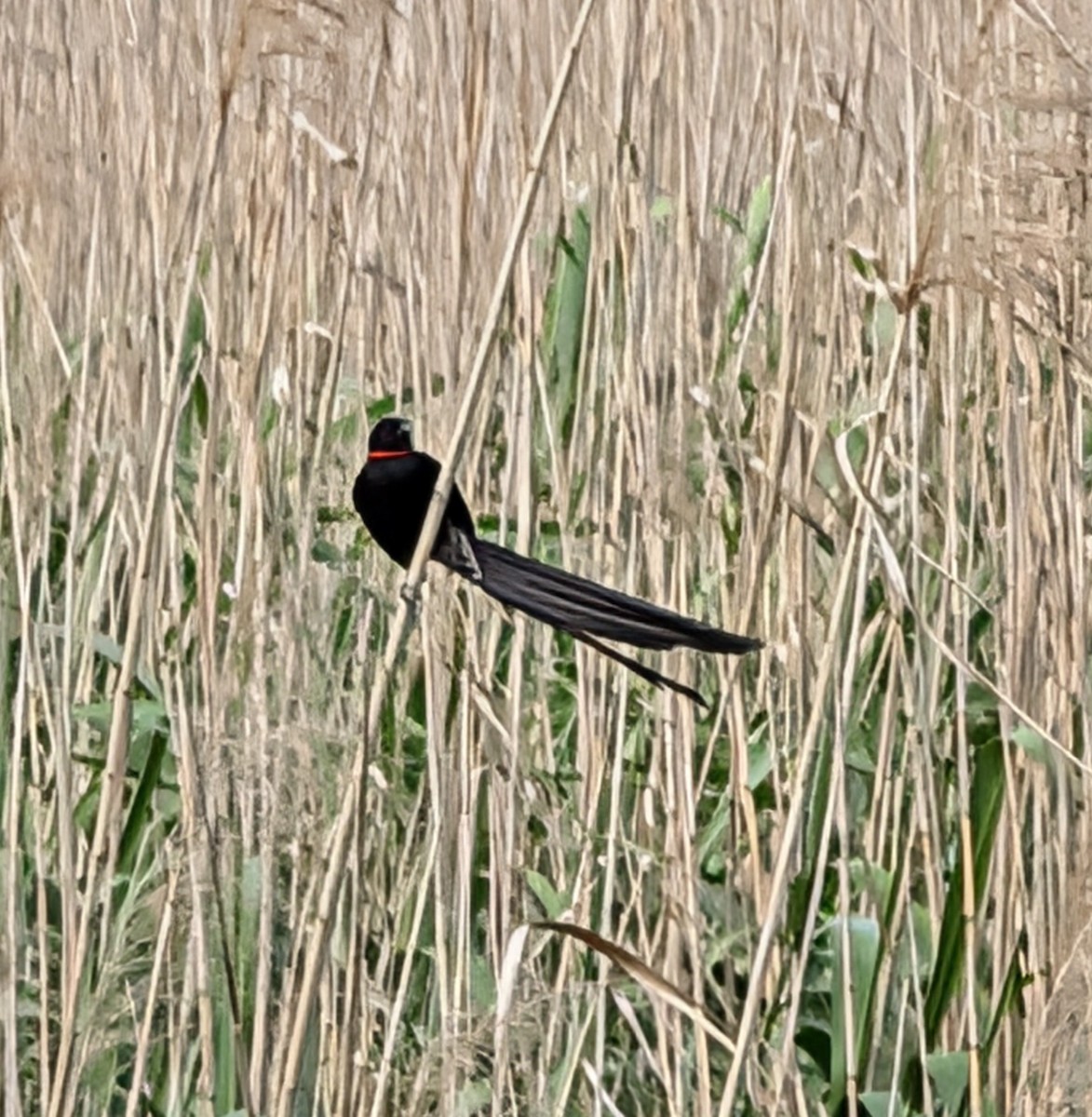 Red-collared Widowbird - ML644372236