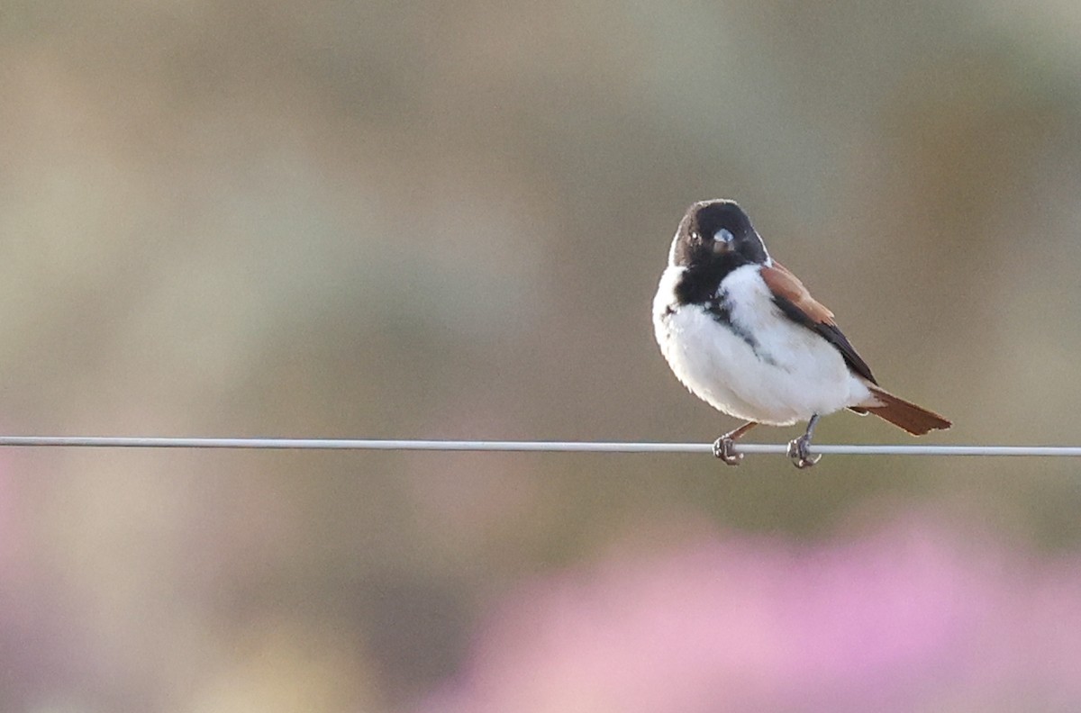 Black-headed Canary (Black-headed) - ML644372252
